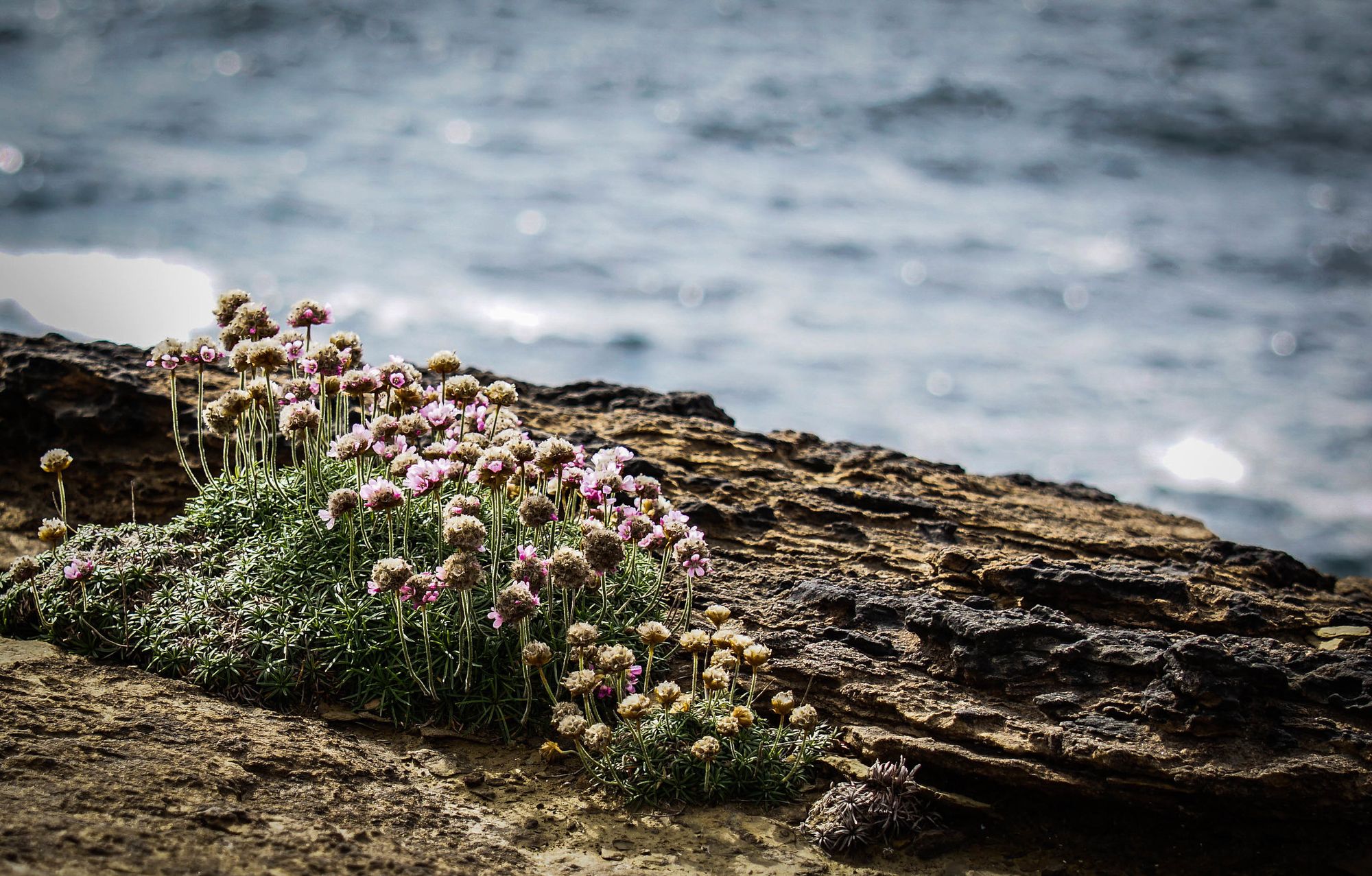 Policy Announcements & Orkney Dogs