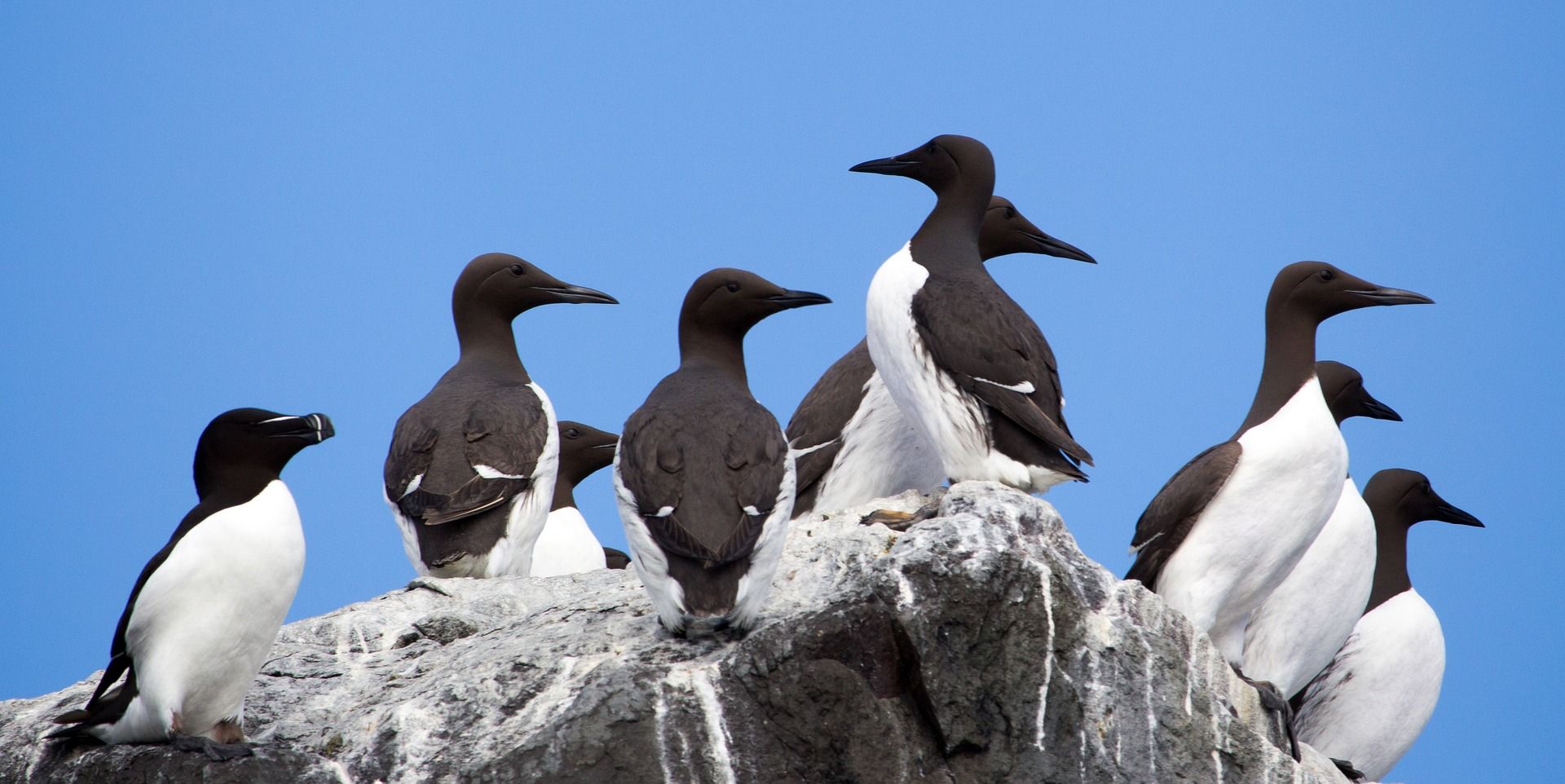 Seabird Mystery & Welsh Hymns