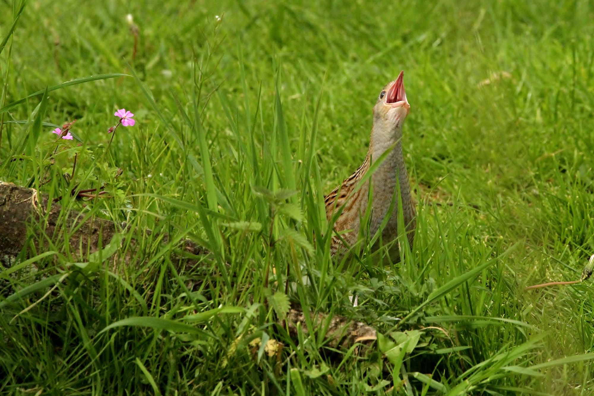 Corncrake Decline & Rewilding London