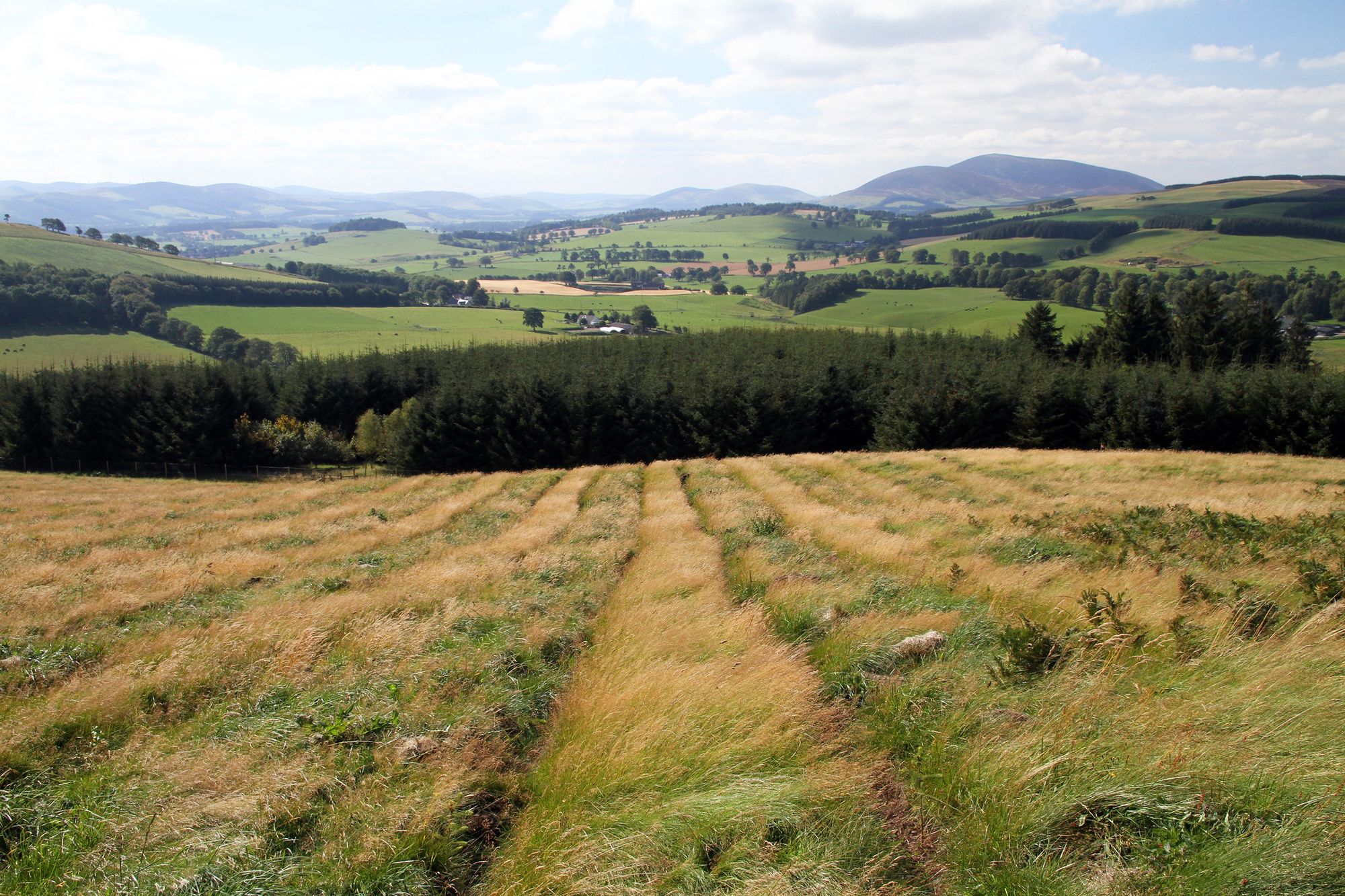 Water Pollution & Regenerative Forestry