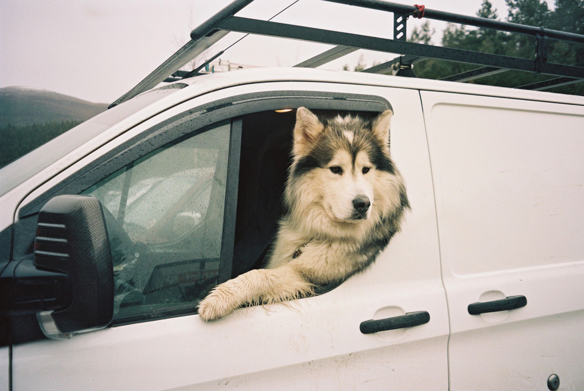 The end of sled dog racing