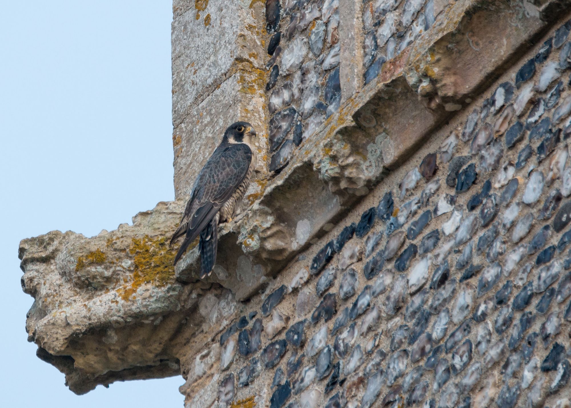 Scottish Restoration & Cathedral Peregrines