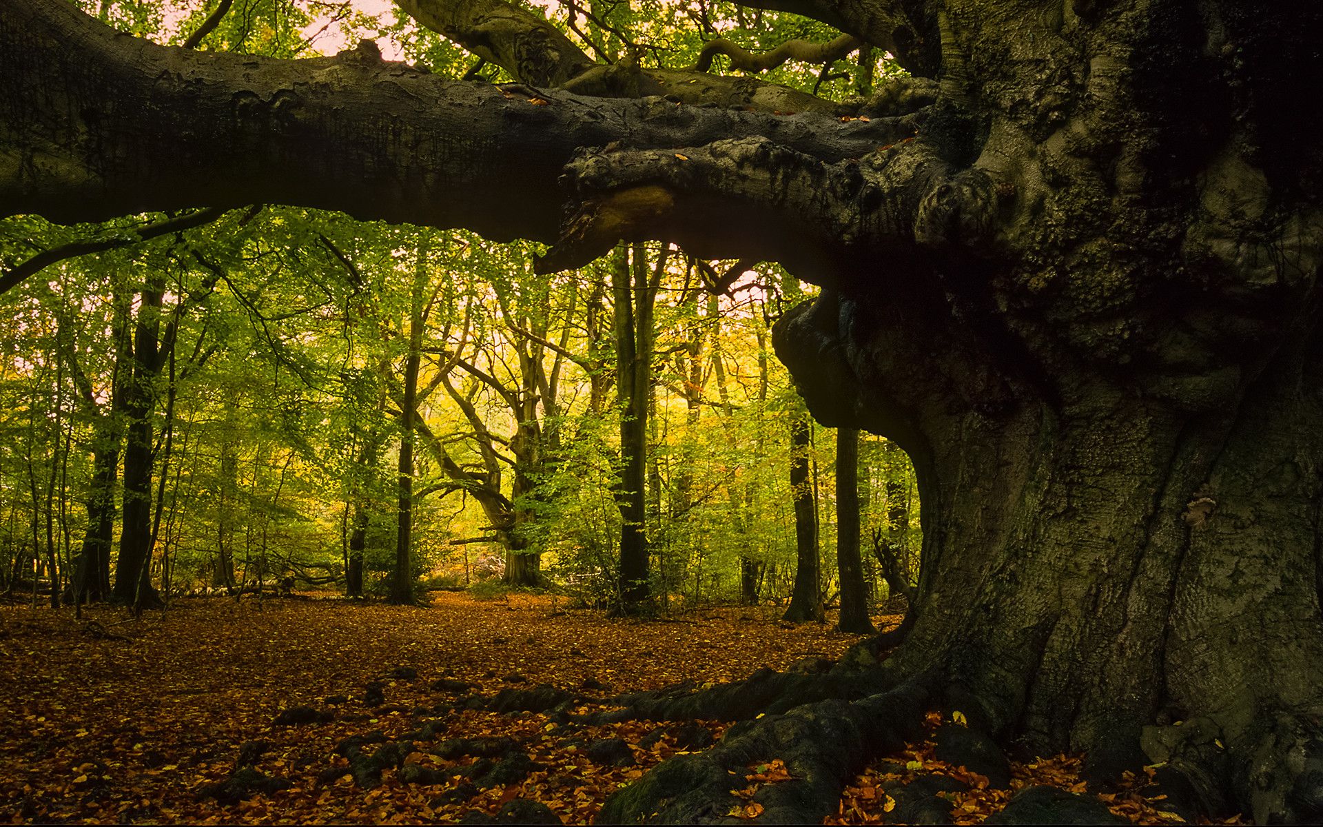 Ancient Woodland & Stonehenge Landscape