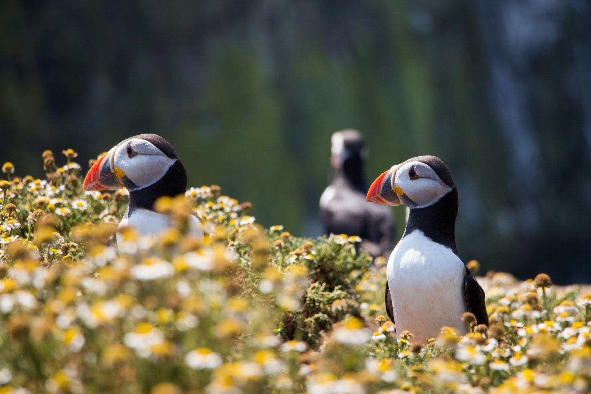 Gene Editing & Puffin Count