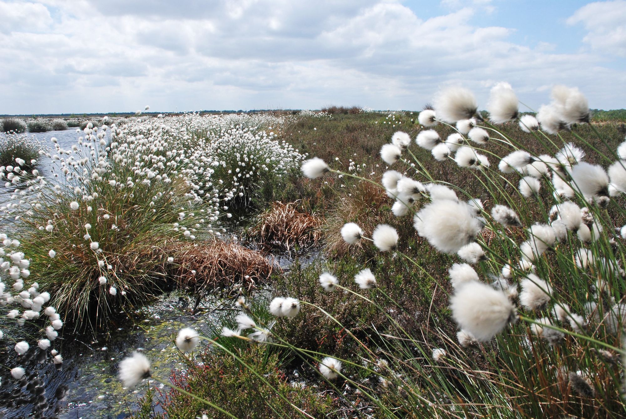 Peatland Burning & Rare Corals