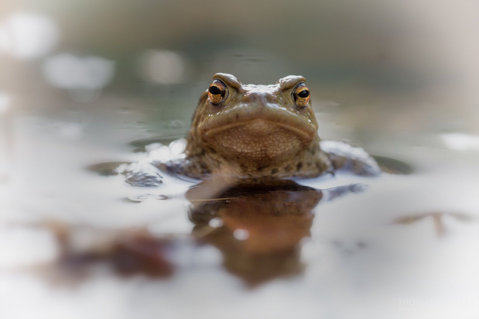 Government Upheaval & Climbing Toads