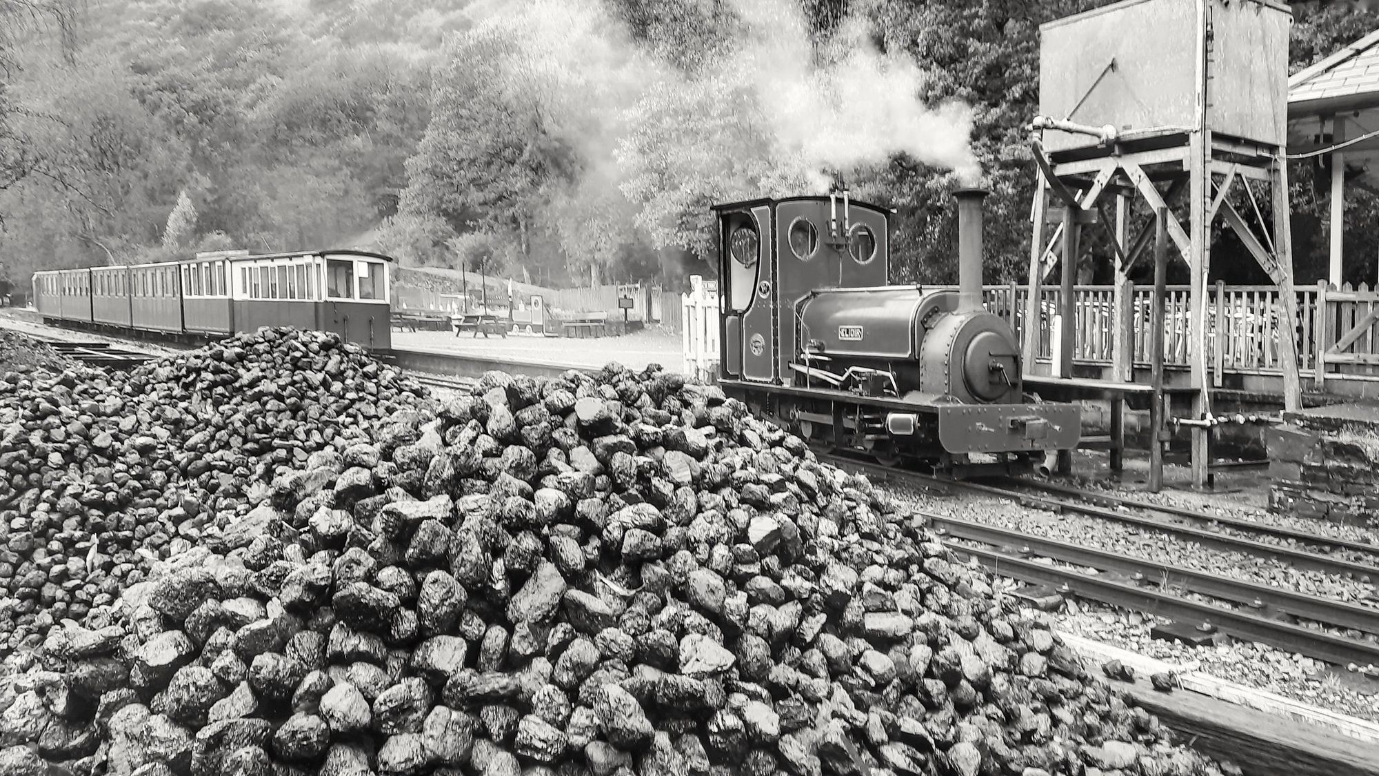Biodiversity is flourishing on Welsh coal tips – but for how much longer?