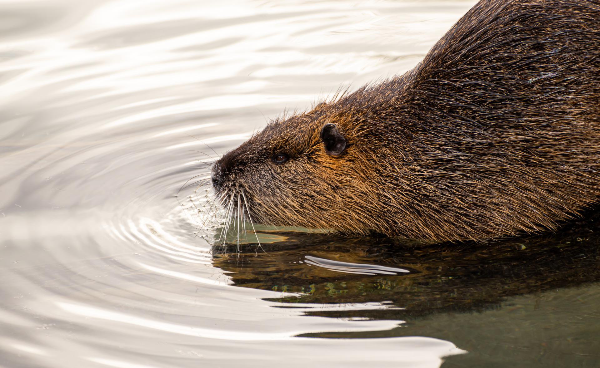 Biodiversity Indicators & Beaver Genetics