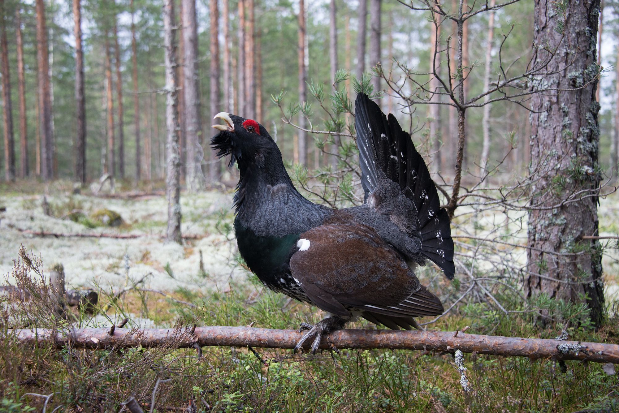Can conservationists save the capercaillie – without killing its predators?