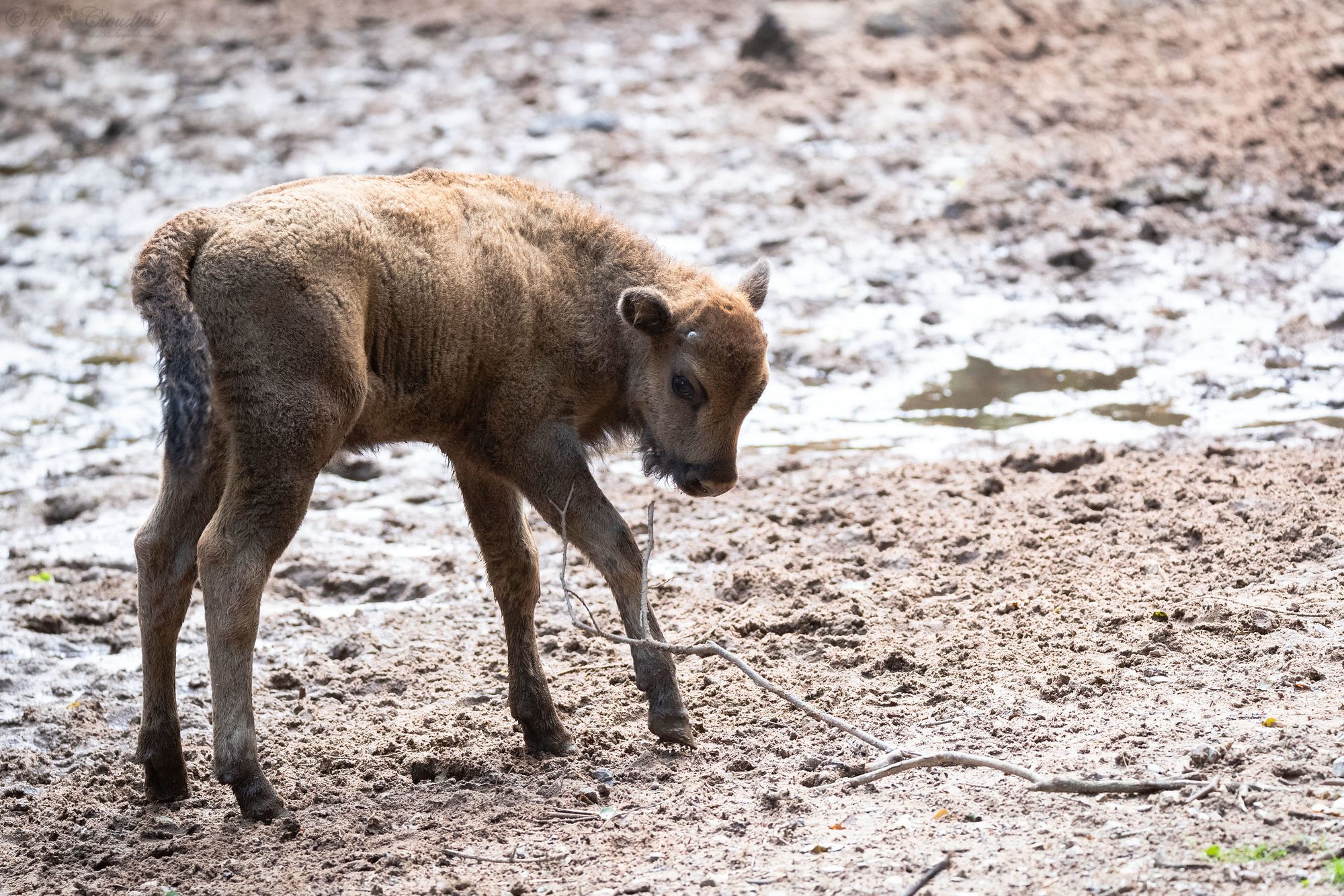 Baby Bison & Another New Prime Minister