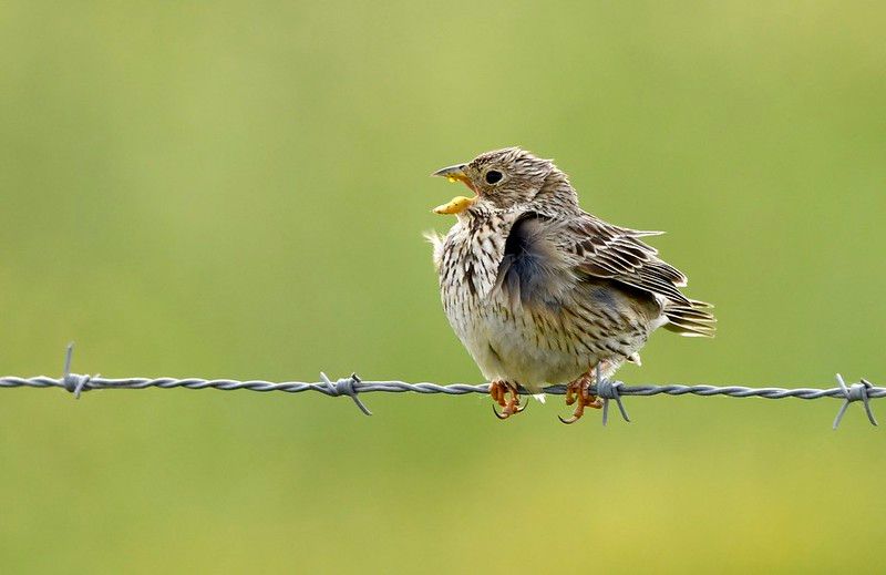 Biosecurity Strategy & Corn Bunting Conservation