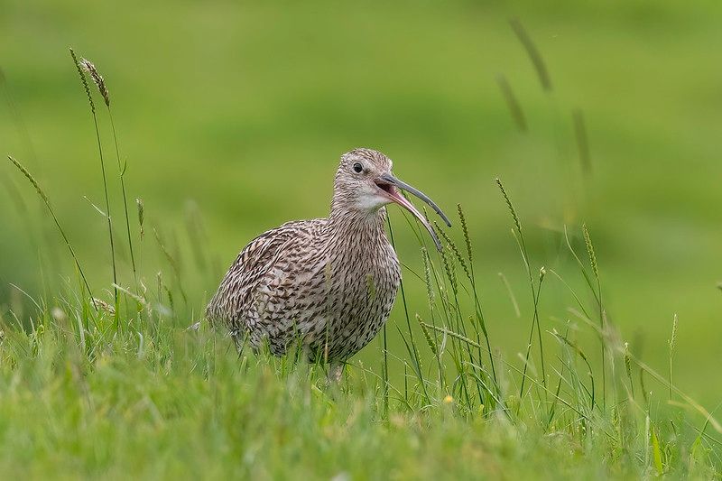 Hottest Year & Curlew Conservation