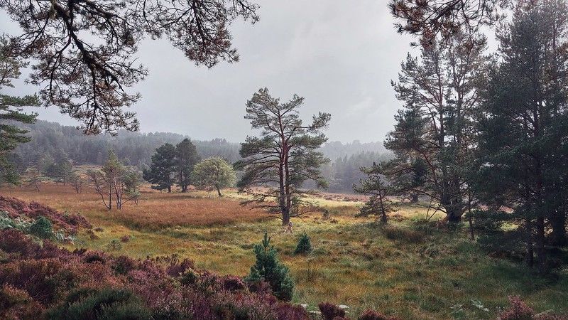 Environmental Improvement Plan & Caledonian pinewoods