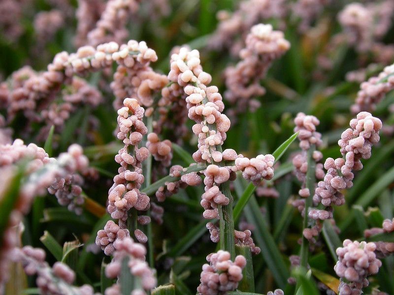 Welsh Farming & Slime Mold