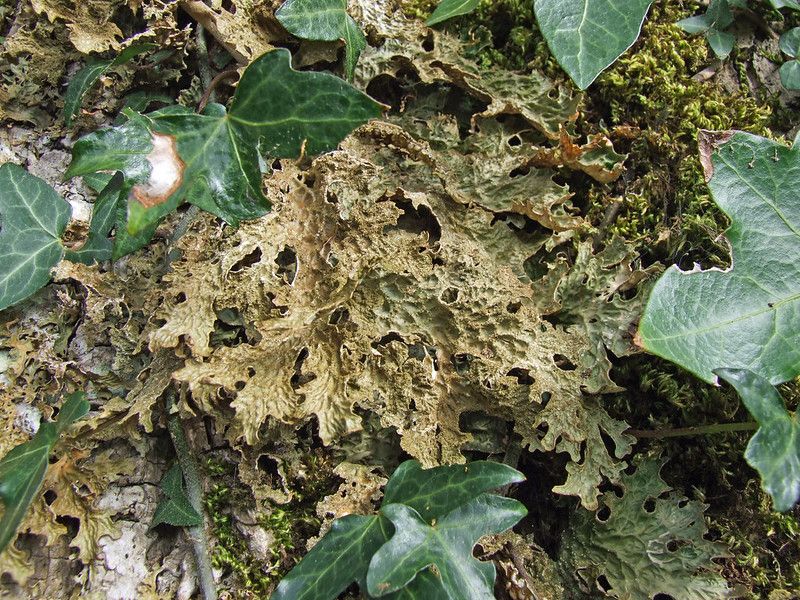 Rainforest Restoration & River Lugg