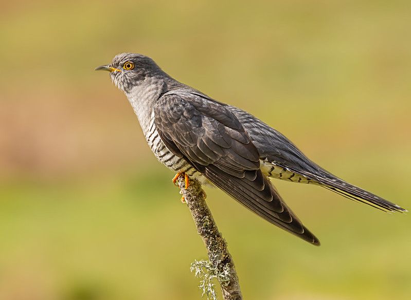 Hen Harriers and Postcode Birds