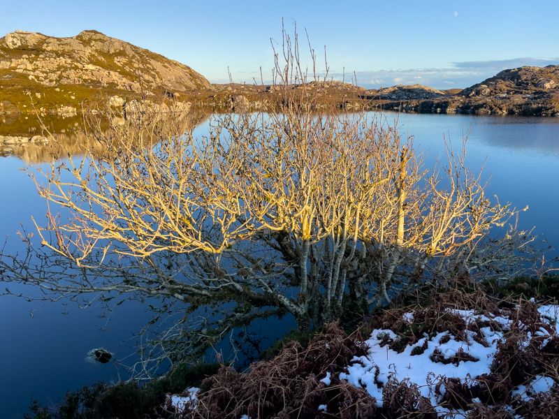 Is this Britain's loneliest rainforest?