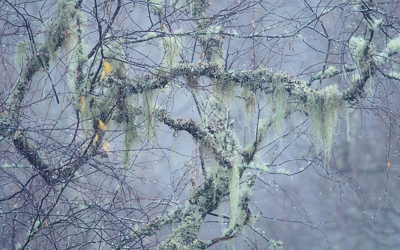 Return of the epiphytes