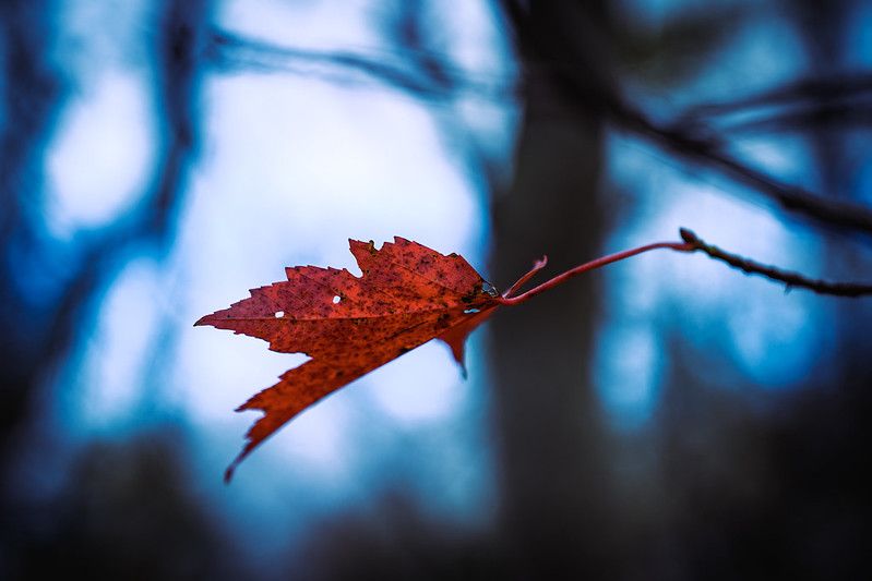 Tree Planting Failure & Eel Reintroduction