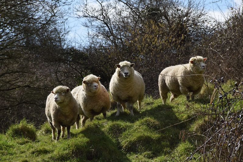 Tree Planting Rebellion & Protected Areas