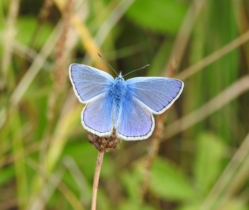 Net Zero & Butterfly Count