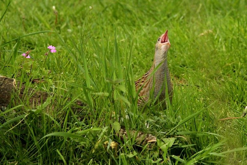 Rising Corncrakes & Rewilding in Scotland
