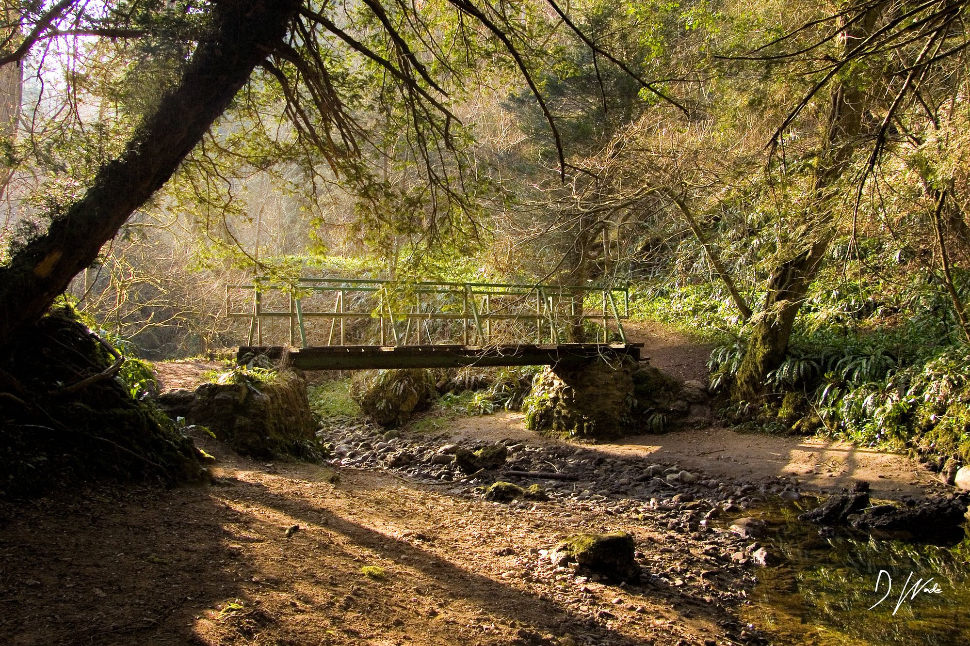Wild Bird Decline & Forest Ecosystem Collapse