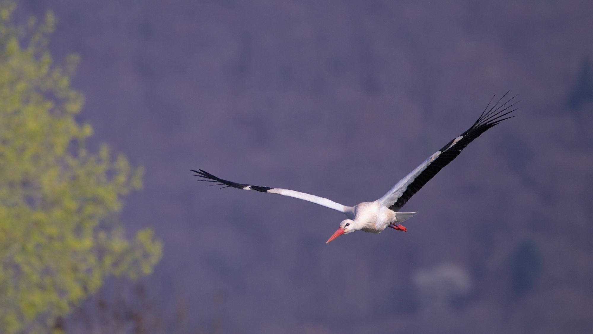 Species Reintroduction & Rogue Rewilders