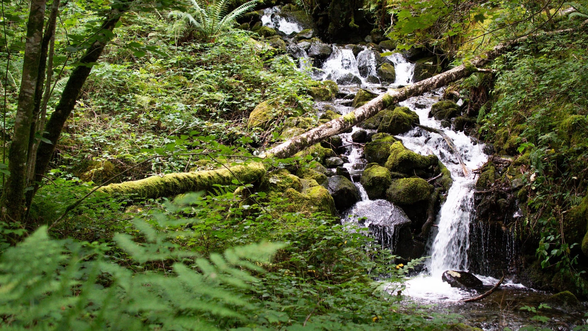 Nature at COP28 & Rainforest Strategy