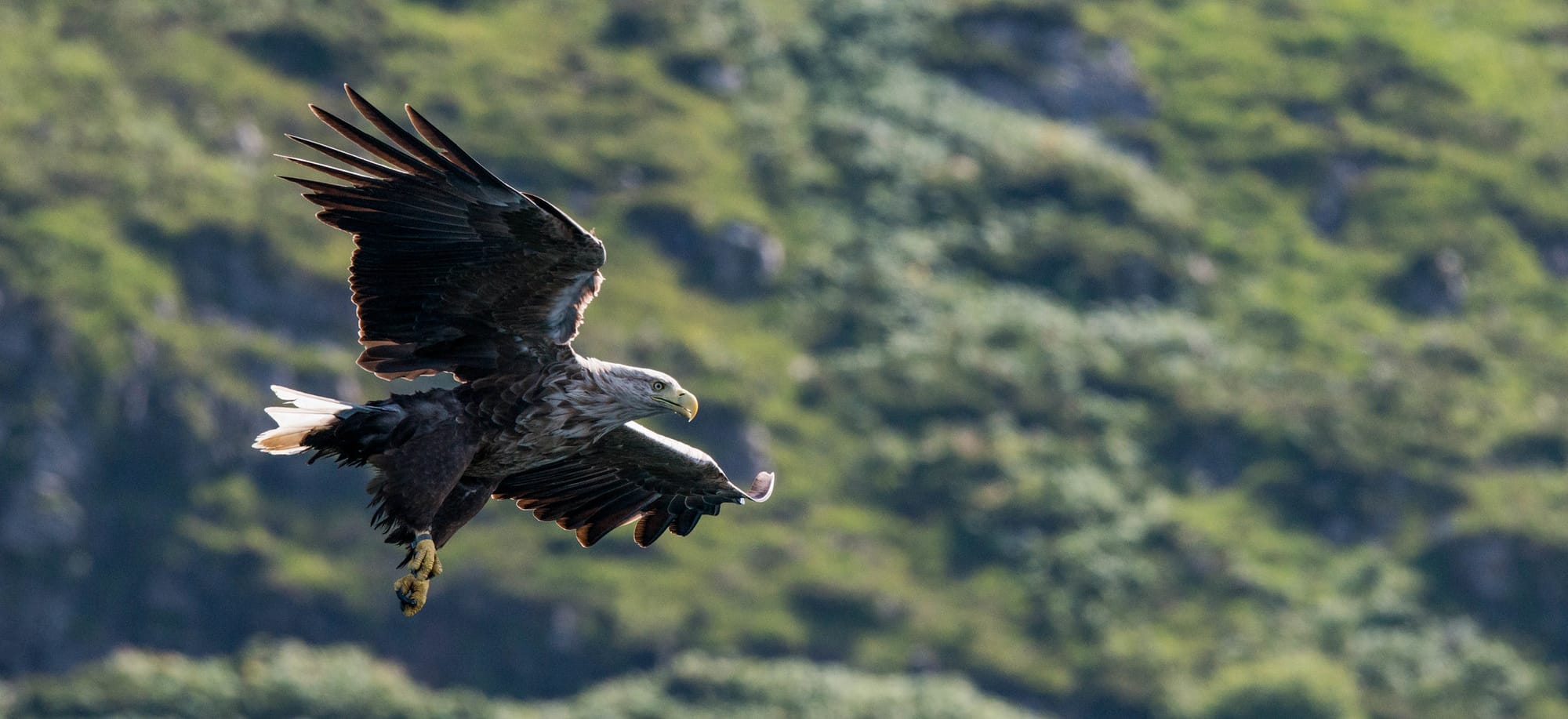 30x30 Update & Sea Eagle Diets