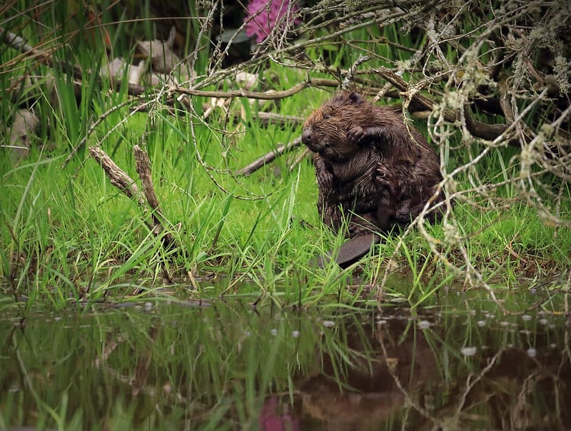 Beavers in the Cairngorms & Bugs in Wales