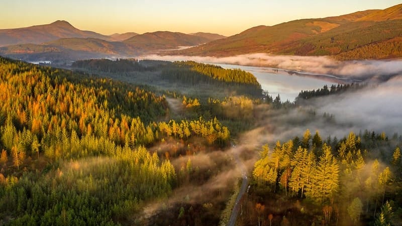 Woodland Cuts & Butterfly Spots