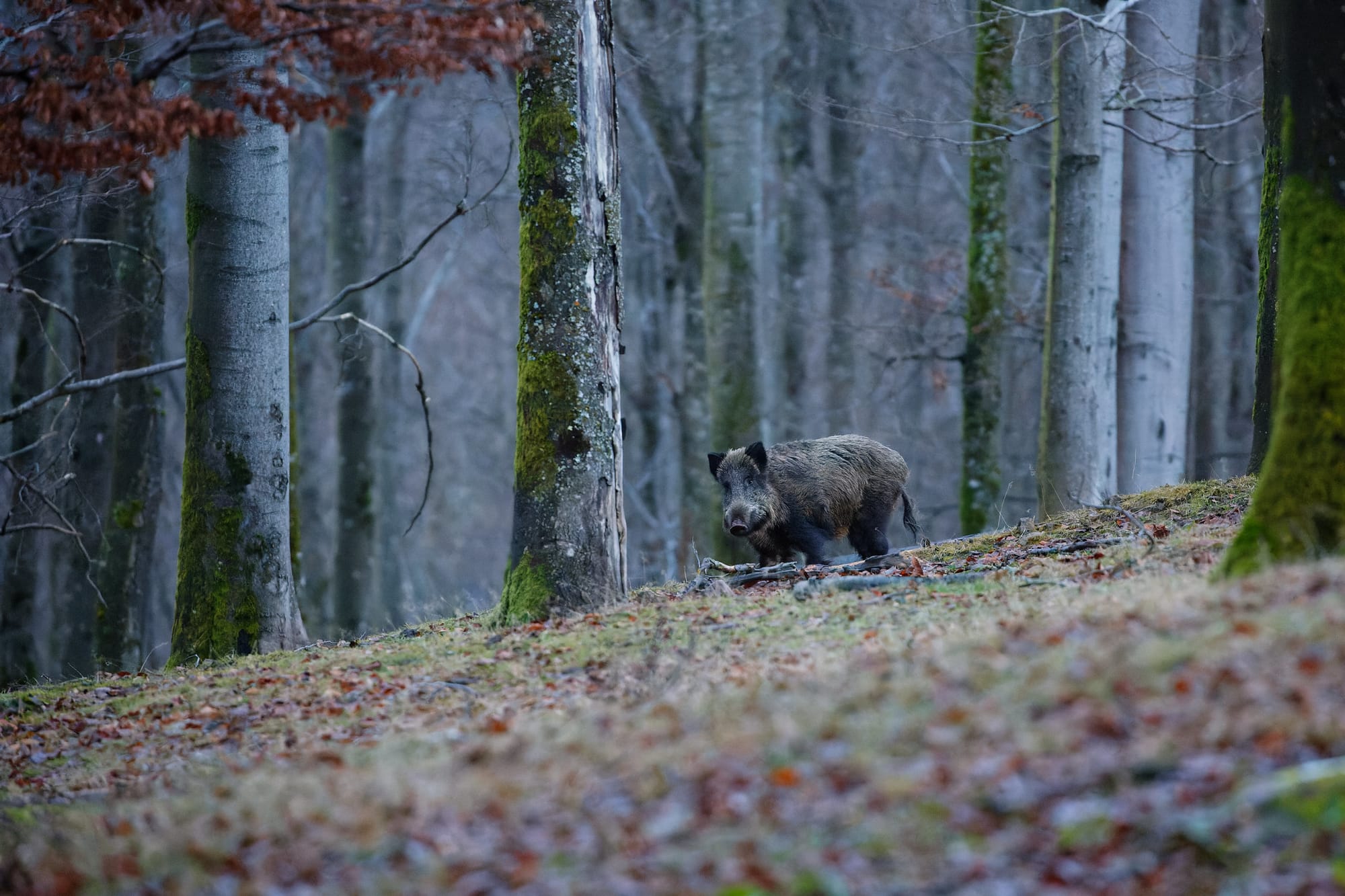 The return of danger