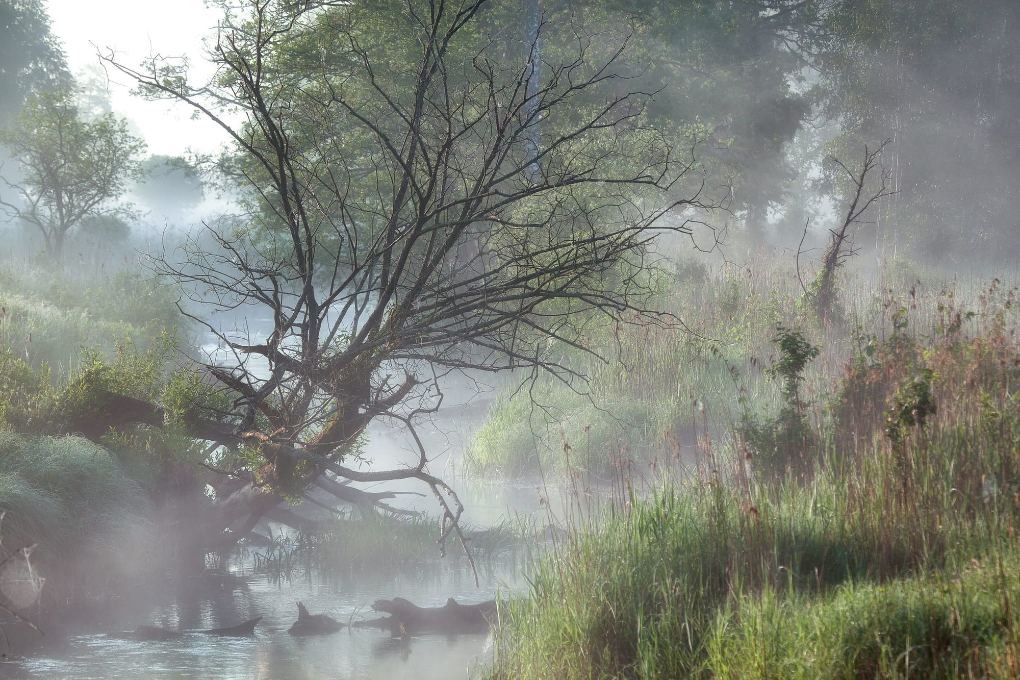 Nature Law & Wolf Reintroduction