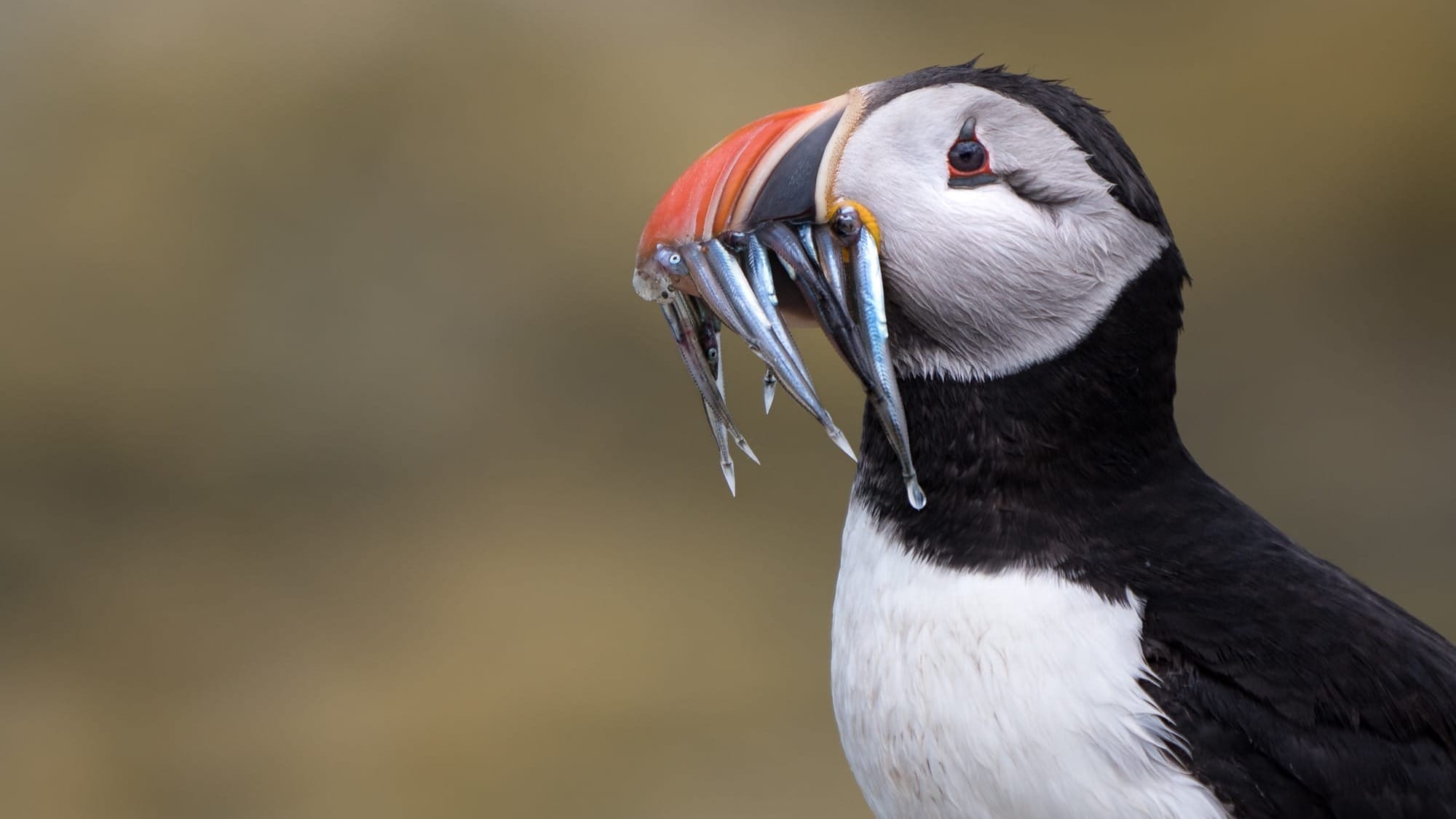 Sandeel Fishery & Hedgerow Survey
