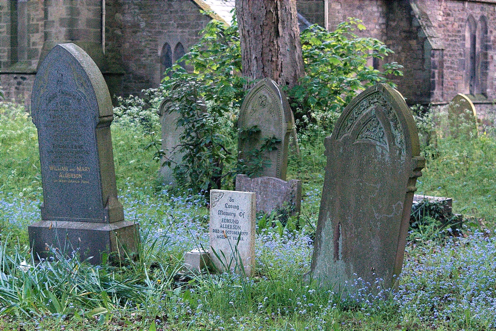 Churchyard Rewilding & Deer History