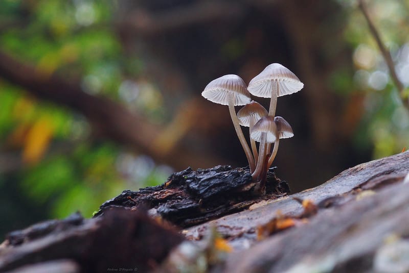 Water Pollution & Mother Tree Controversy