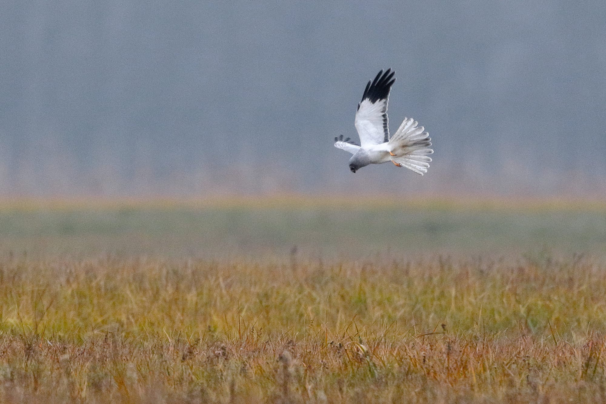 Hen Harrier Recovery & Haiku Ecology