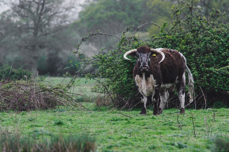 Debate Disappointment & Funding Rewilding