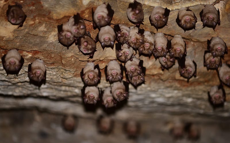 Starving Bats & Dartmoor Grazing