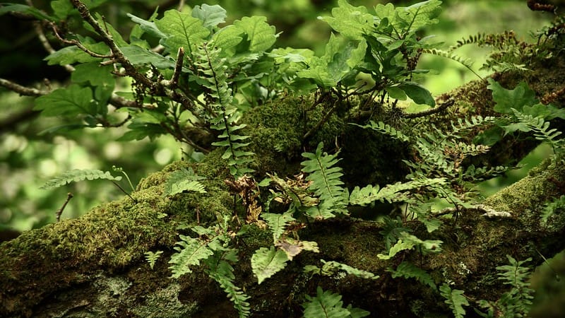 King's Speech & Rainforest Recovery