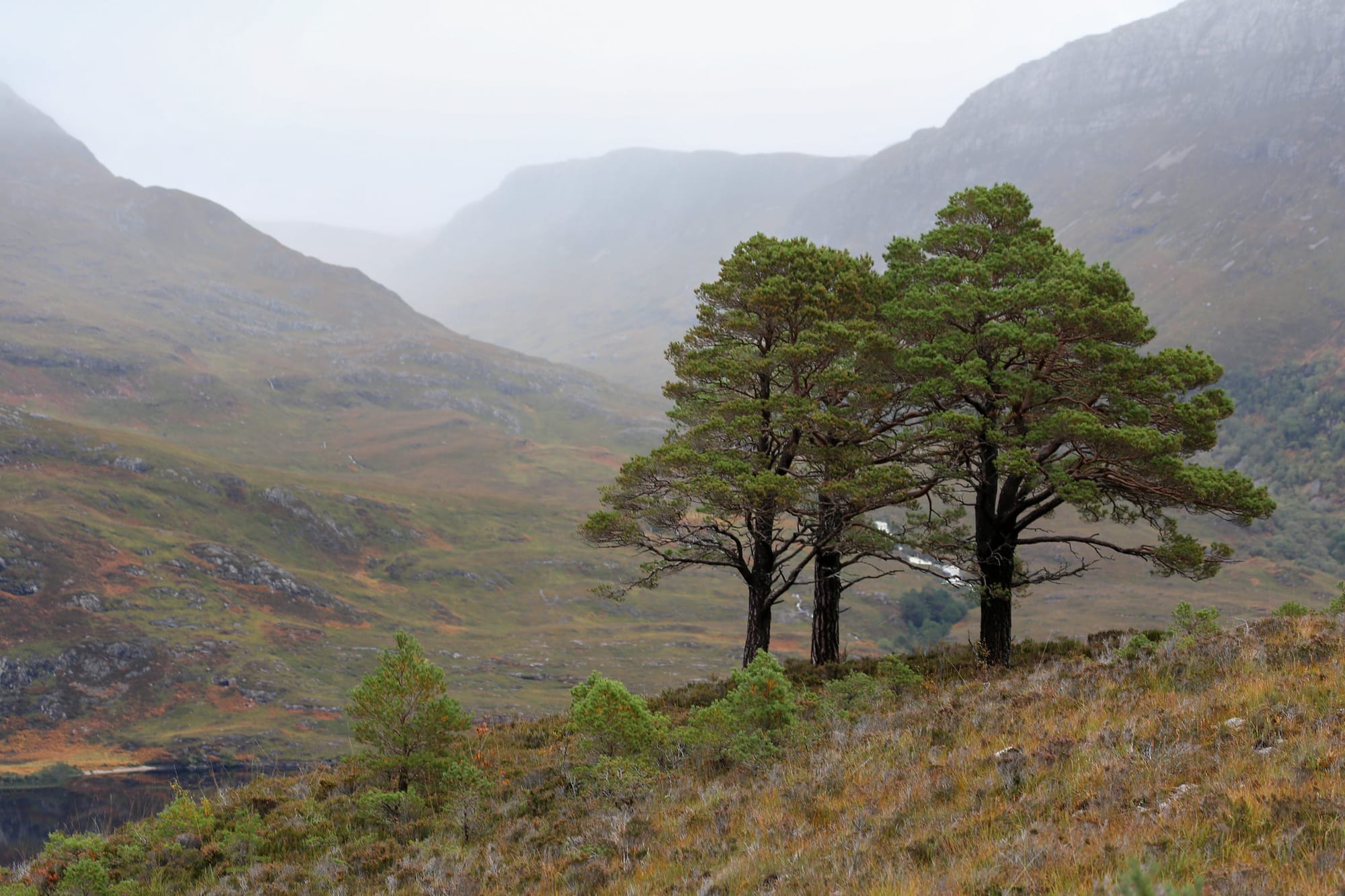Gene Conservation & Grassland Fungi