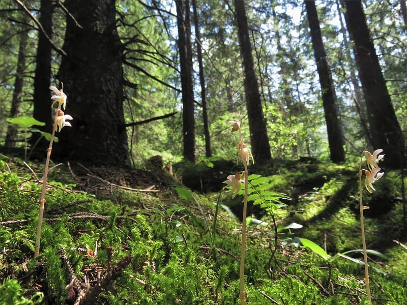 Beaver Boom & Ghost Orchid