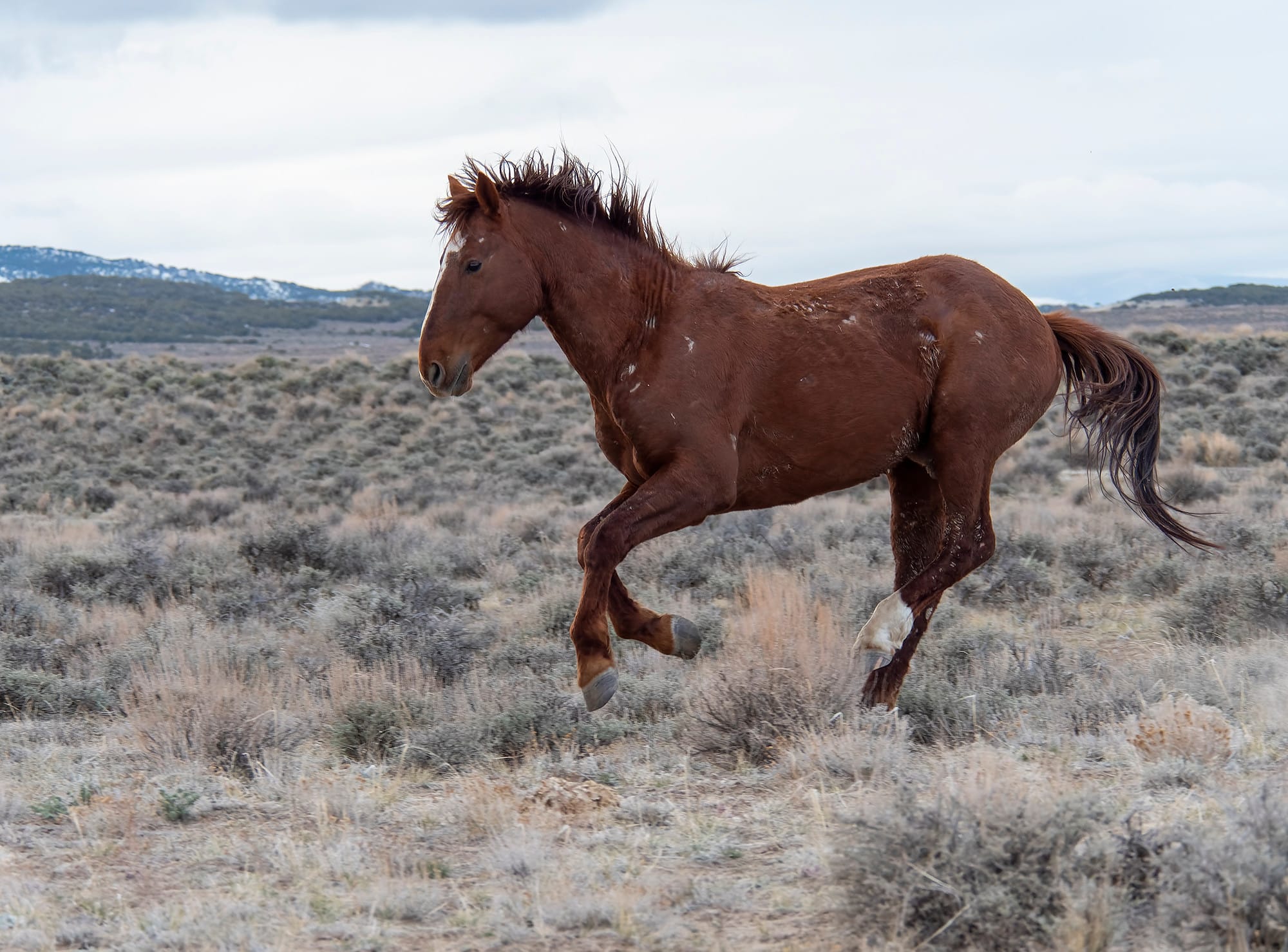Nature Envoy & Rewilding With Horses