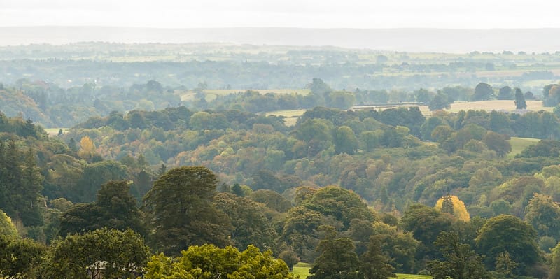 Budget Announcement & Montane Willows