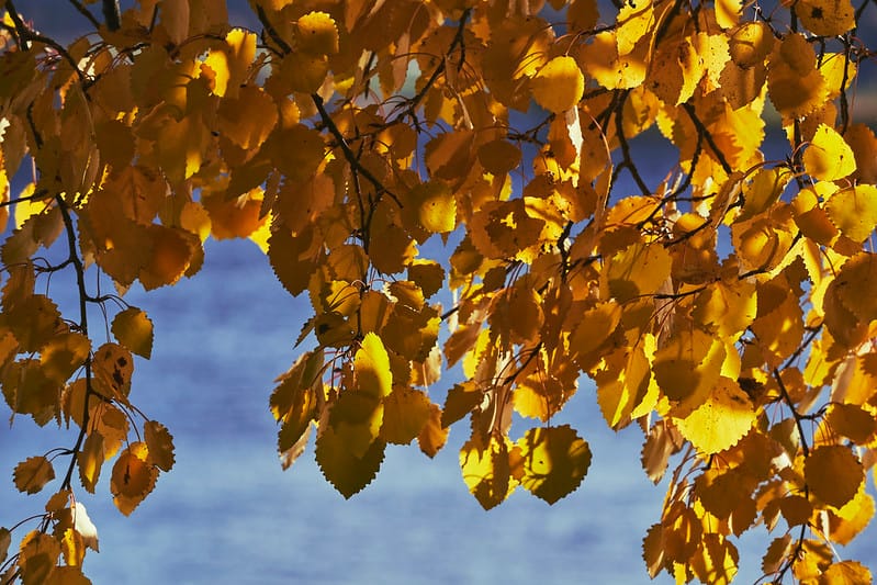 Wild Bird Decline & Aspen Rescue