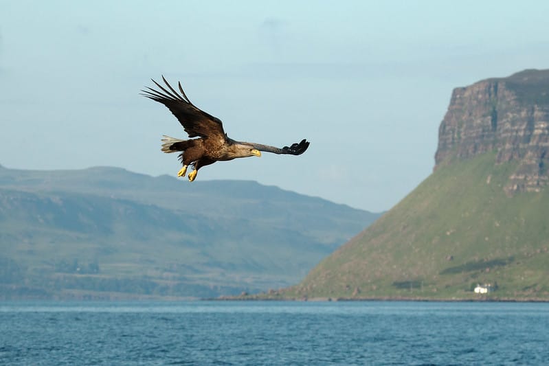 House Building & Eagle Predation