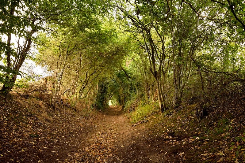 Lost Paths & Illegal Lynx