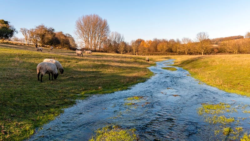 Chalk Streams & Wolf Reintroduction