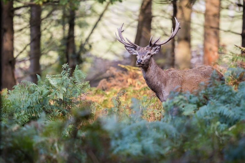 Planning Bill & Deer Cull